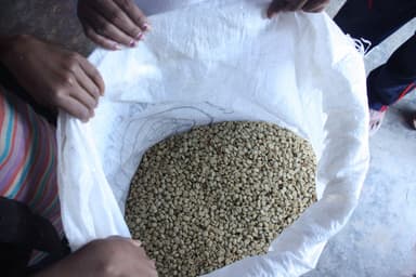 Hands opening a sack of green coffee beans in Ermera