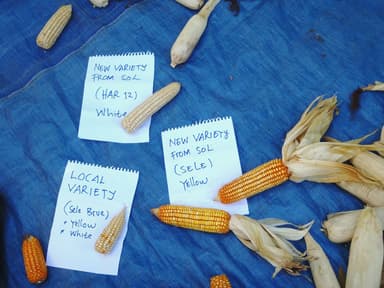 Cobs of local yellow and white corn varieties laid out on a blue cloth in East Timor