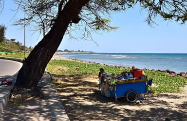A shady tree and a vendor's cart on Dili's seafront road, with the sea behind