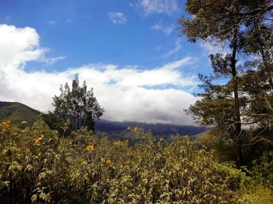 Pine trees and yellow wildflowers in the hills around Maubisse