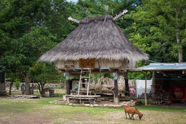 A traditional sacred house (uma lulik) with a high thatched roof on stilts
