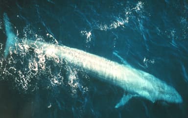 A blue whale swimming just below the surface, seen from above